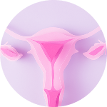 Ilustrasi rahim dan tuba falopi